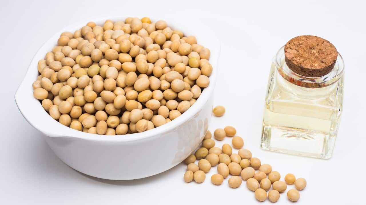 The main source of fats consumed in the high-fat diet was soybean oil: a good source of healthy fats.