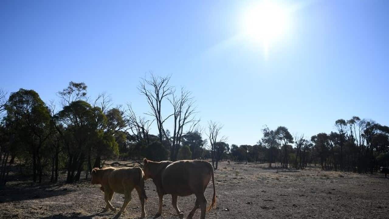 QLD DROUGHT STOCK ROUTES CLOSED