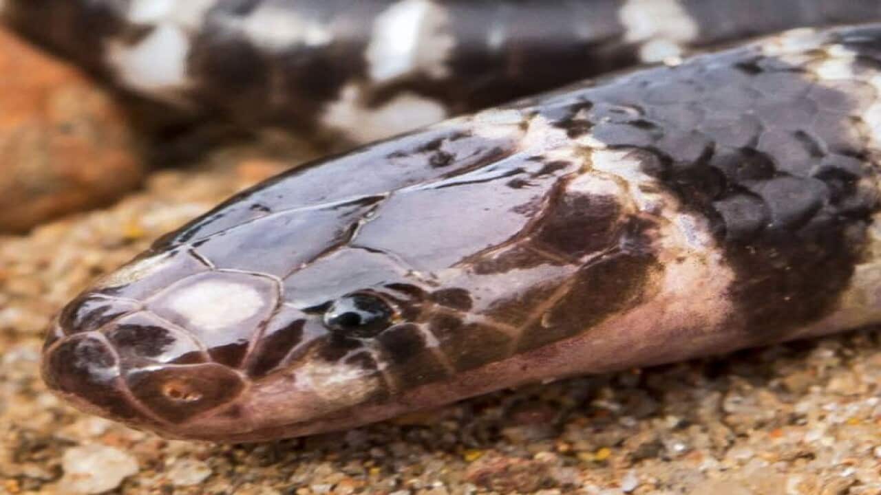 The newest member of the Bandy-Bandy snake family, named Vermicella Parscauda, has been found at Weipa, in Queensland.