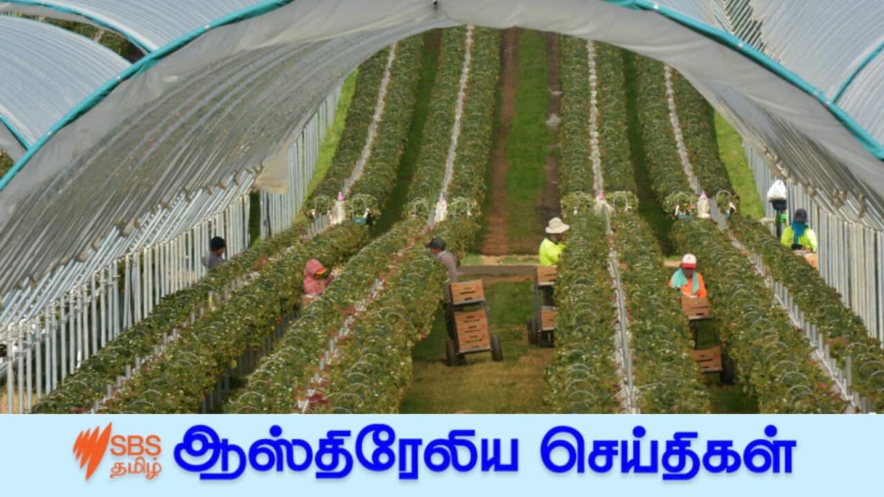 Workers picking Raspberry fruit in a farm. Tasmania