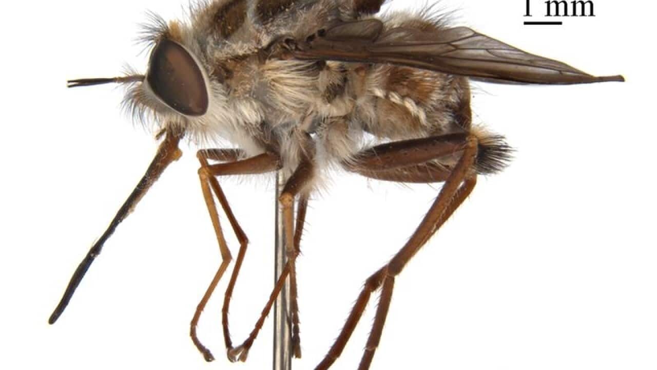 An image of the newly discovered bee.