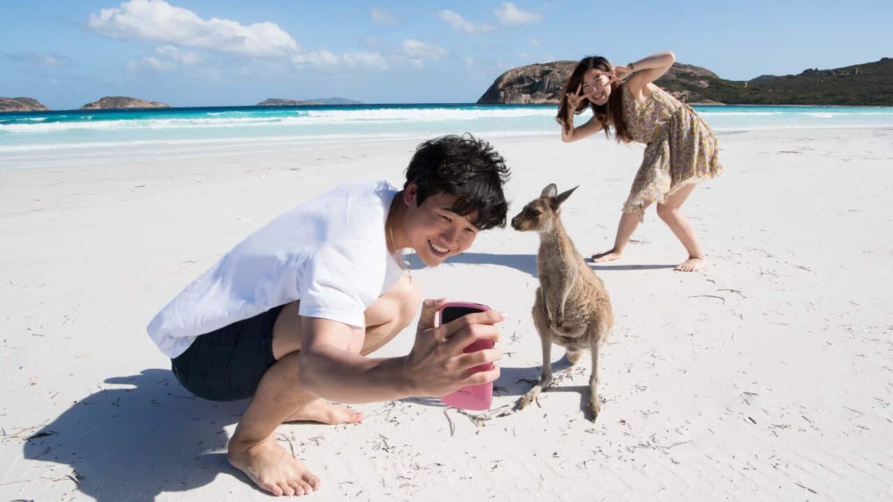 Australian Kangaroos At Lucky Bay