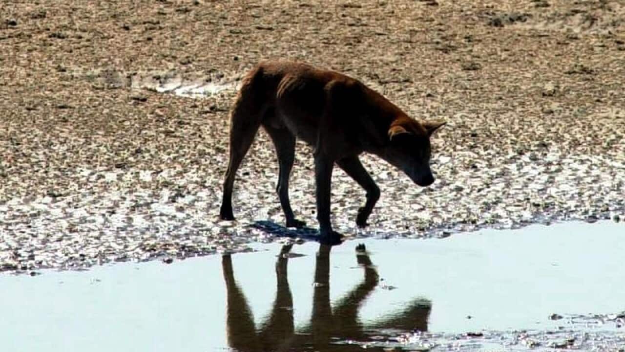 A dingo