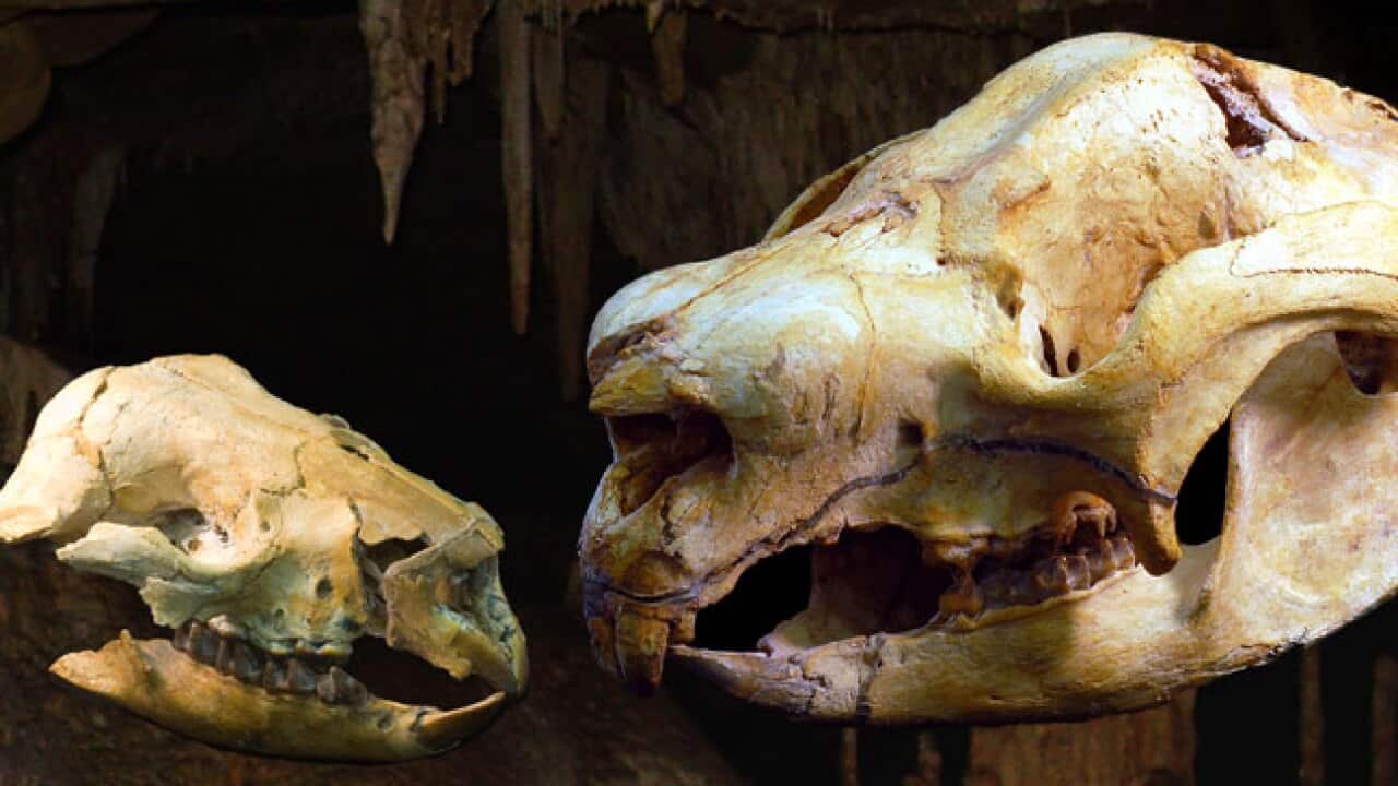 fossil_nimbadon_UNSW_AAP_121124_b_147910027