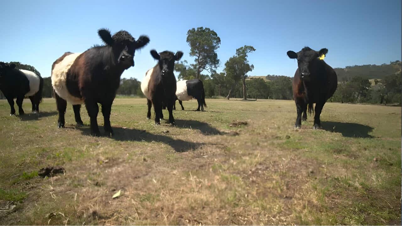 Cattle farmers say deforestation claims are 'misinformation' (SBS).jpg
