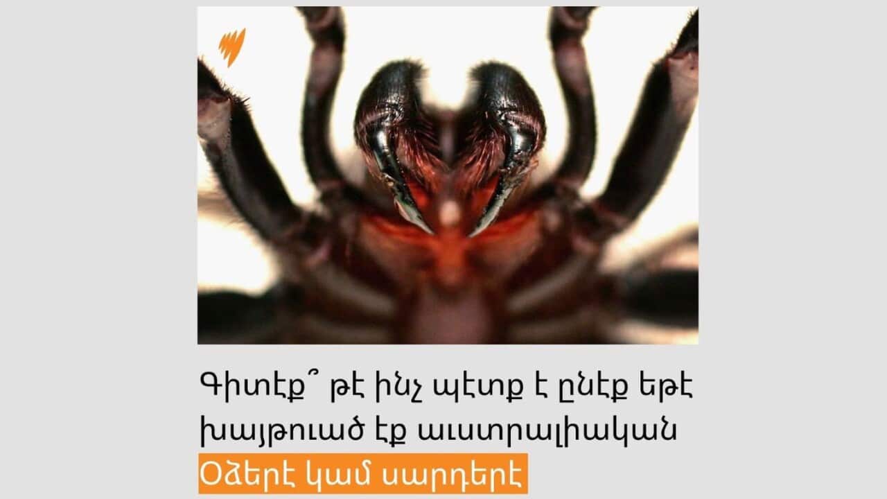 spiders and snakes resize.jpg