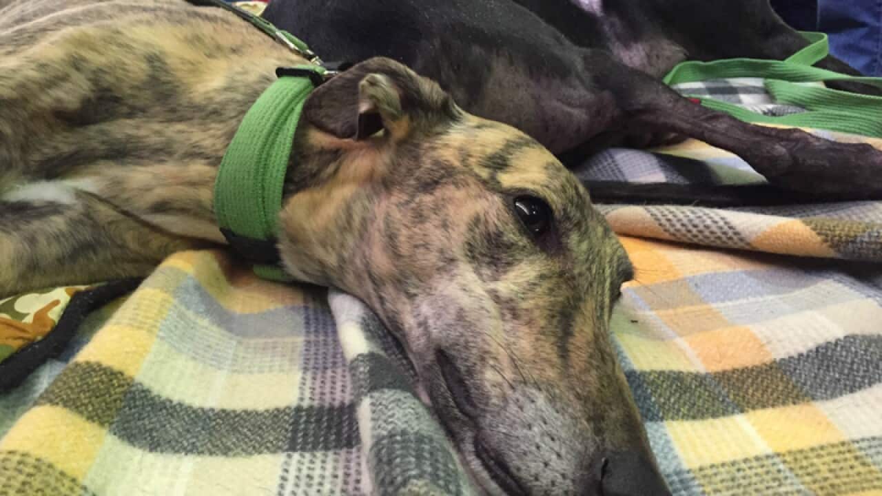 Greyhounds at the Greyhound Adoption Program