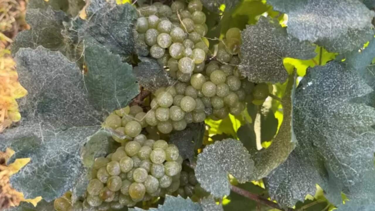 Trauben mit Sonnencreme Copyright Scarborough Wine.jpg