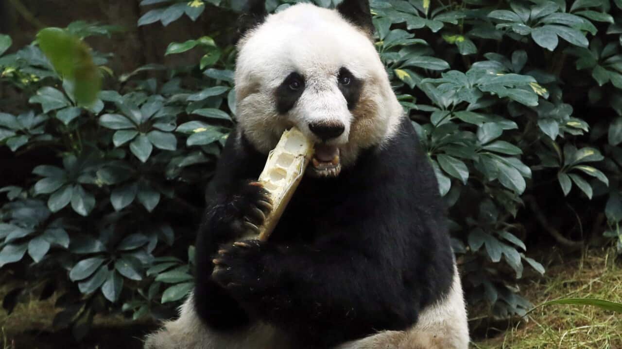 Panda