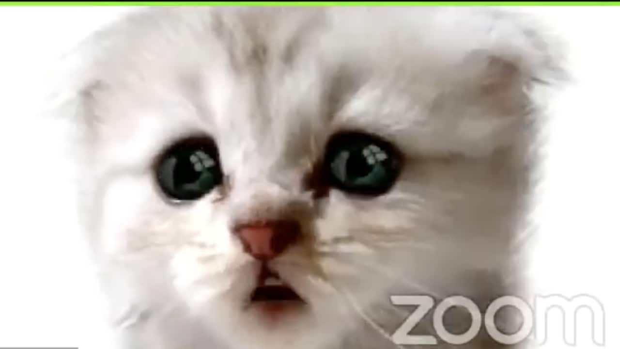 Kitten Zoom Filter