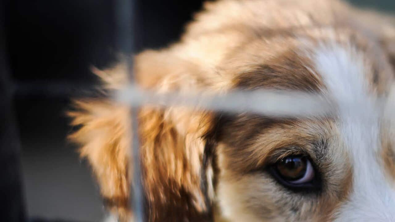 Undated file photo of a puppy (AAP)