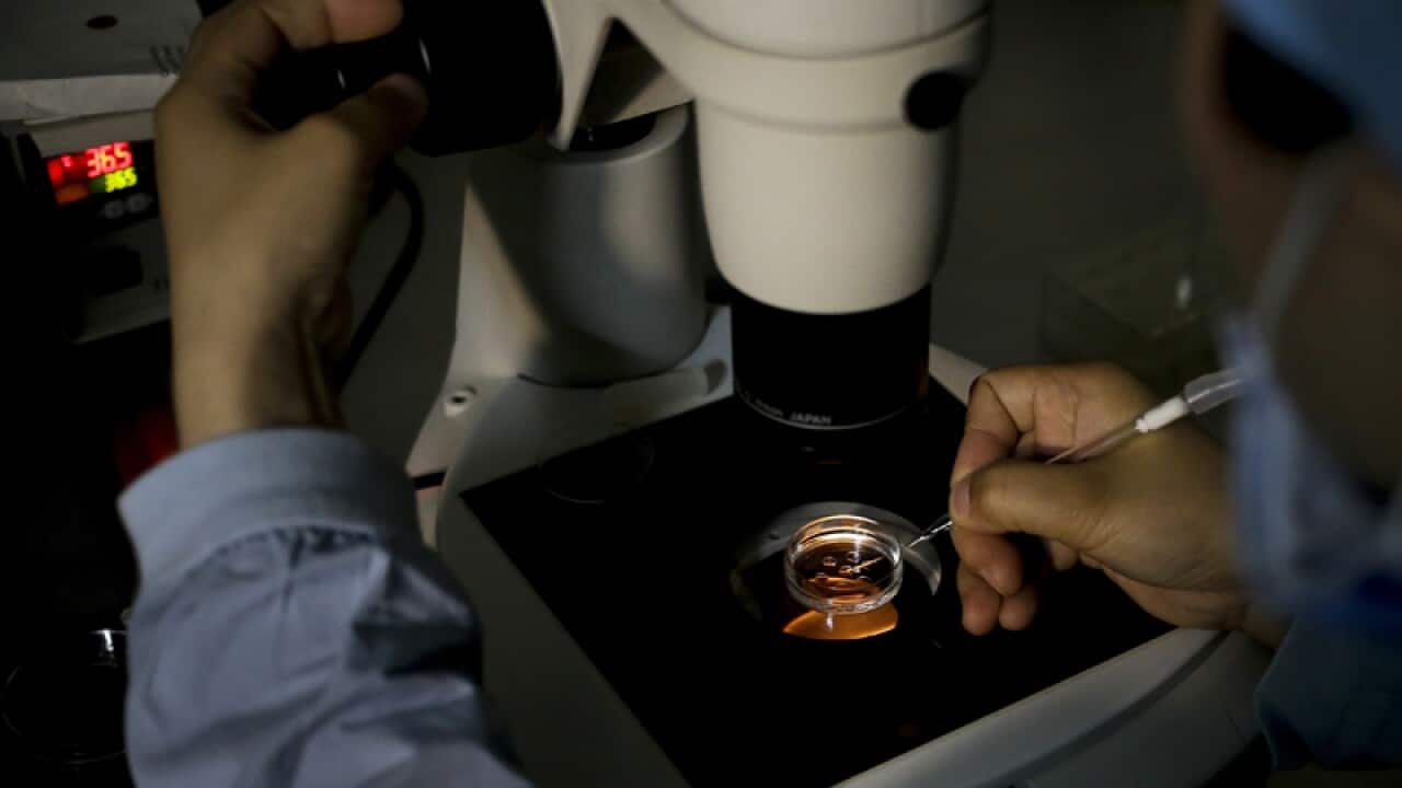 A medical staff member collects an egg on a laboratory dish