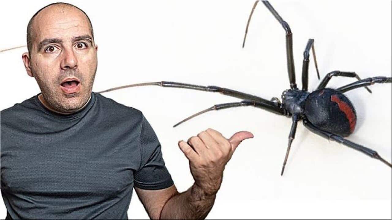 Трябва ли да се боим от паяците в Австралия?