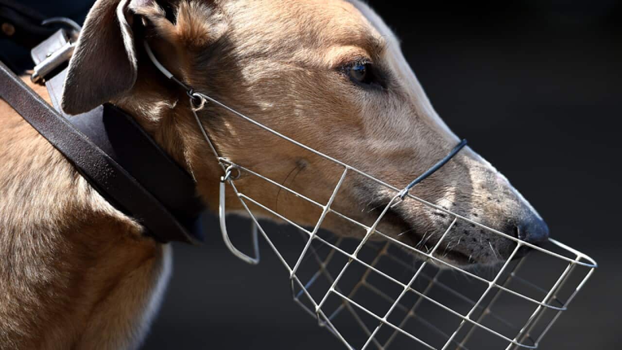 A greyhound is seen at Wentworth Park