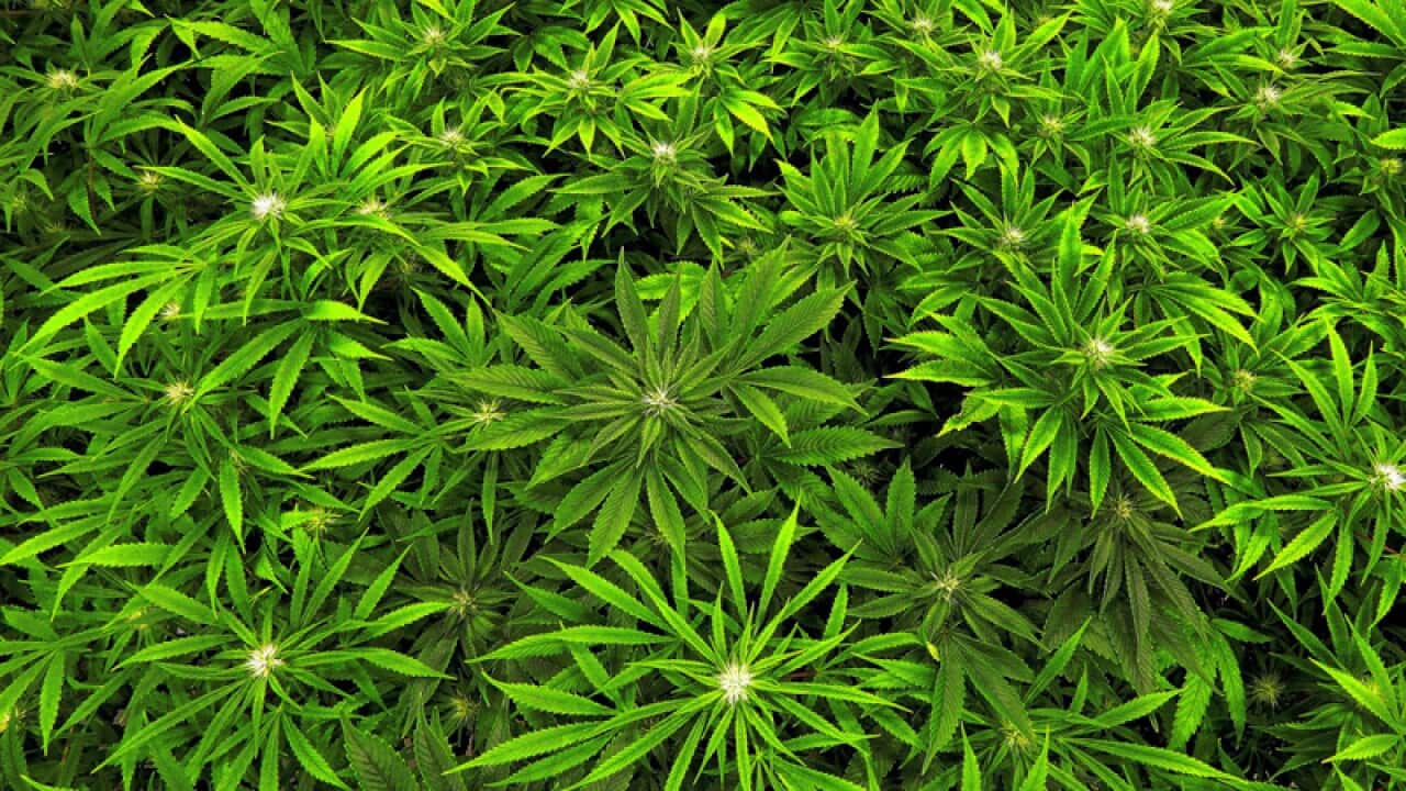 medical marijuana