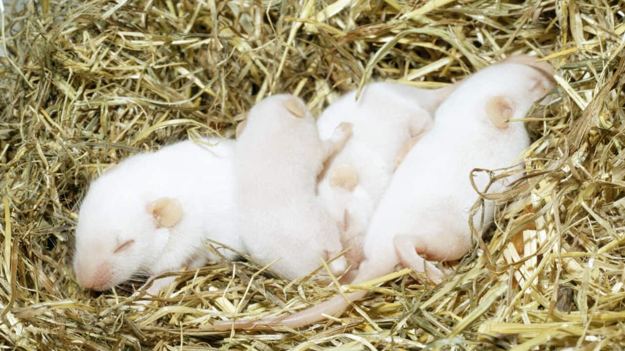 mice_newborn_aap.jpg