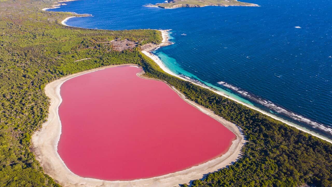 Pink lake aerial view on middle island surrounded blue ocean. Stark contrasting natural phenomenon