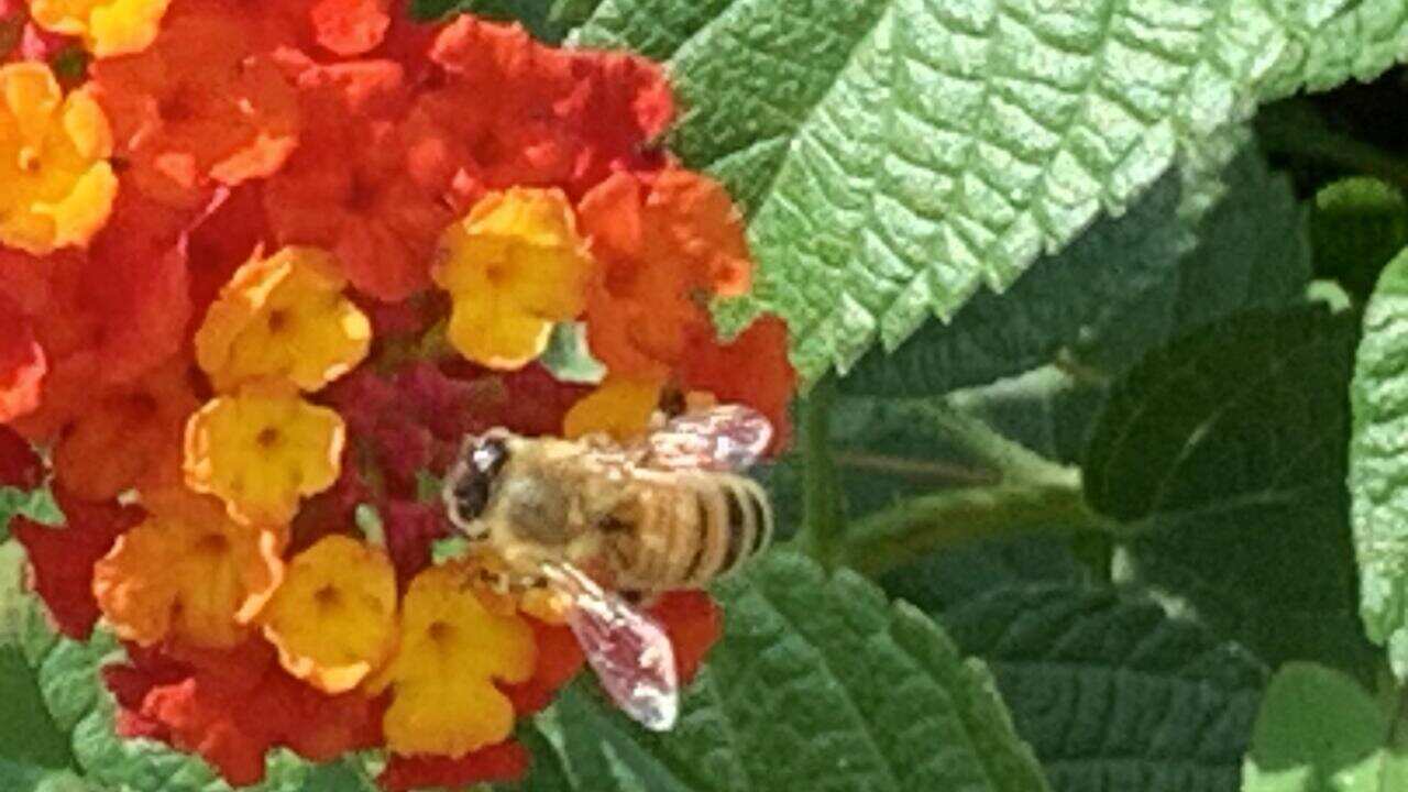 bees