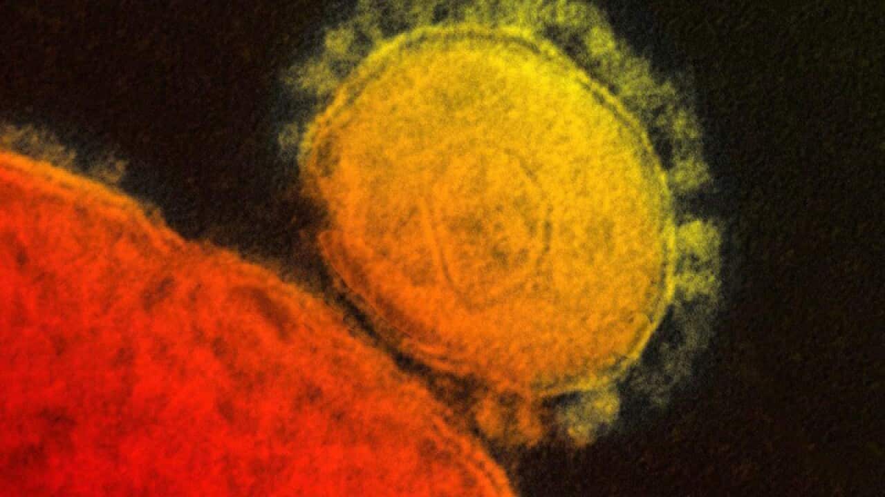 Saudi man dies of MERS virus: ministry