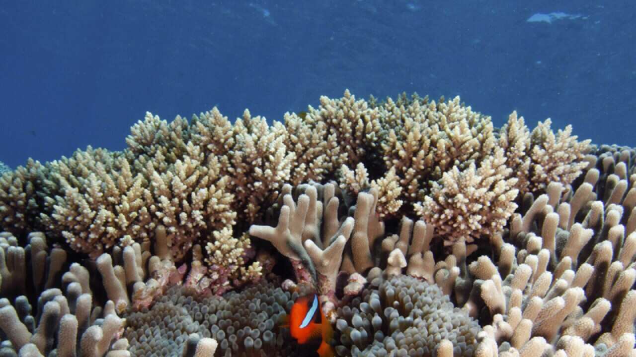A clown fish hiding in coral.