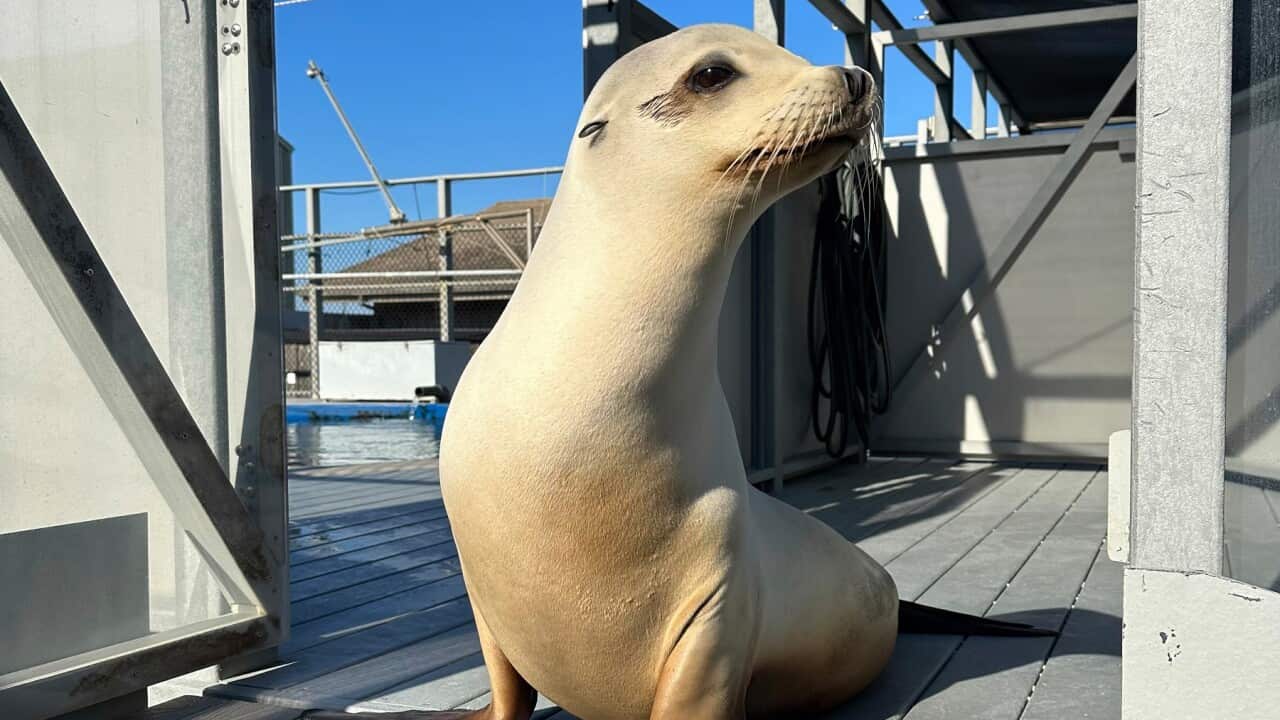 Dancing Sea Lion