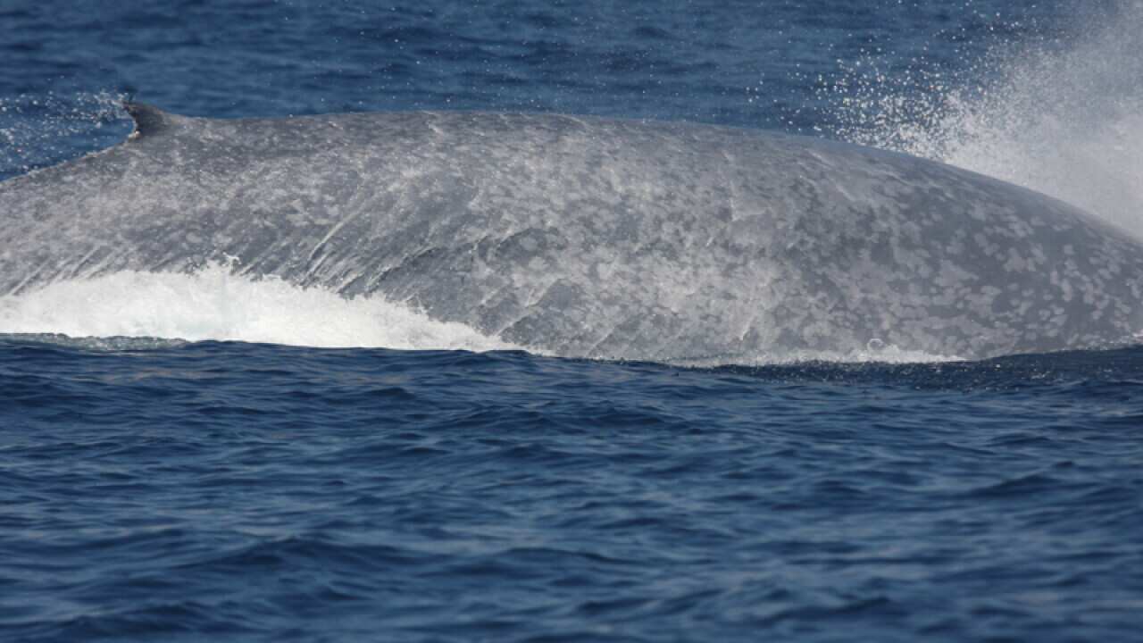 Researchers brave freeze to track whales