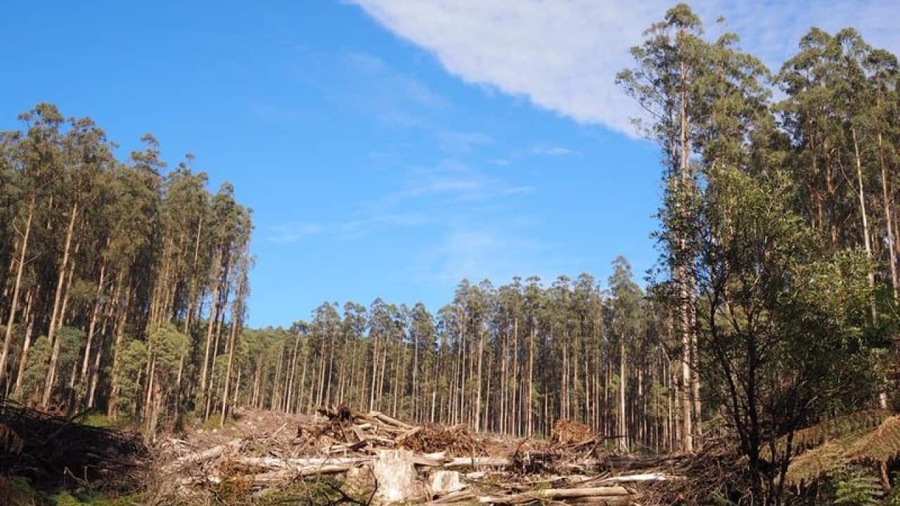 A supplied image of logged trees in Mountain Ash forest.