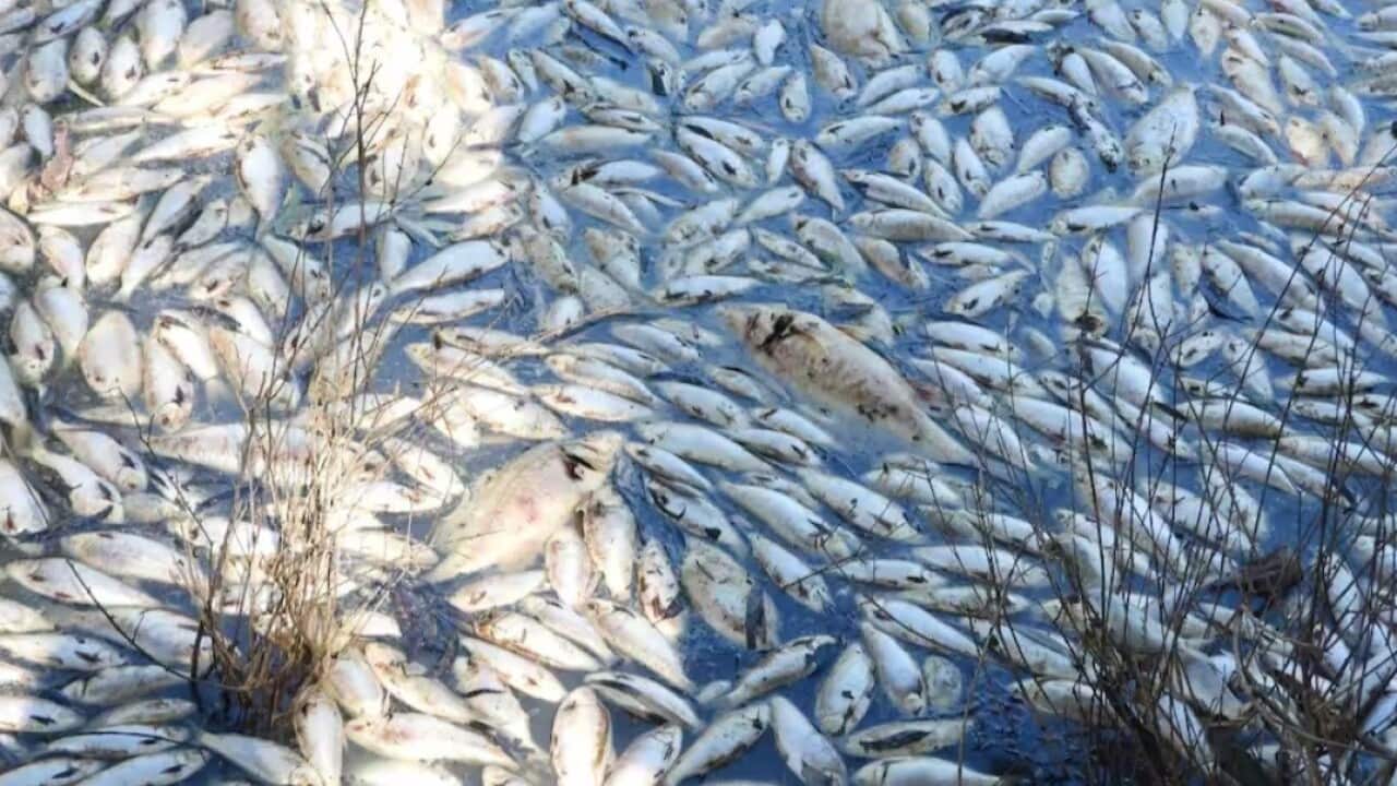 Some of the dead fish near Menindee in western NSW (Source- Supplied by Geoff Looney).jpg