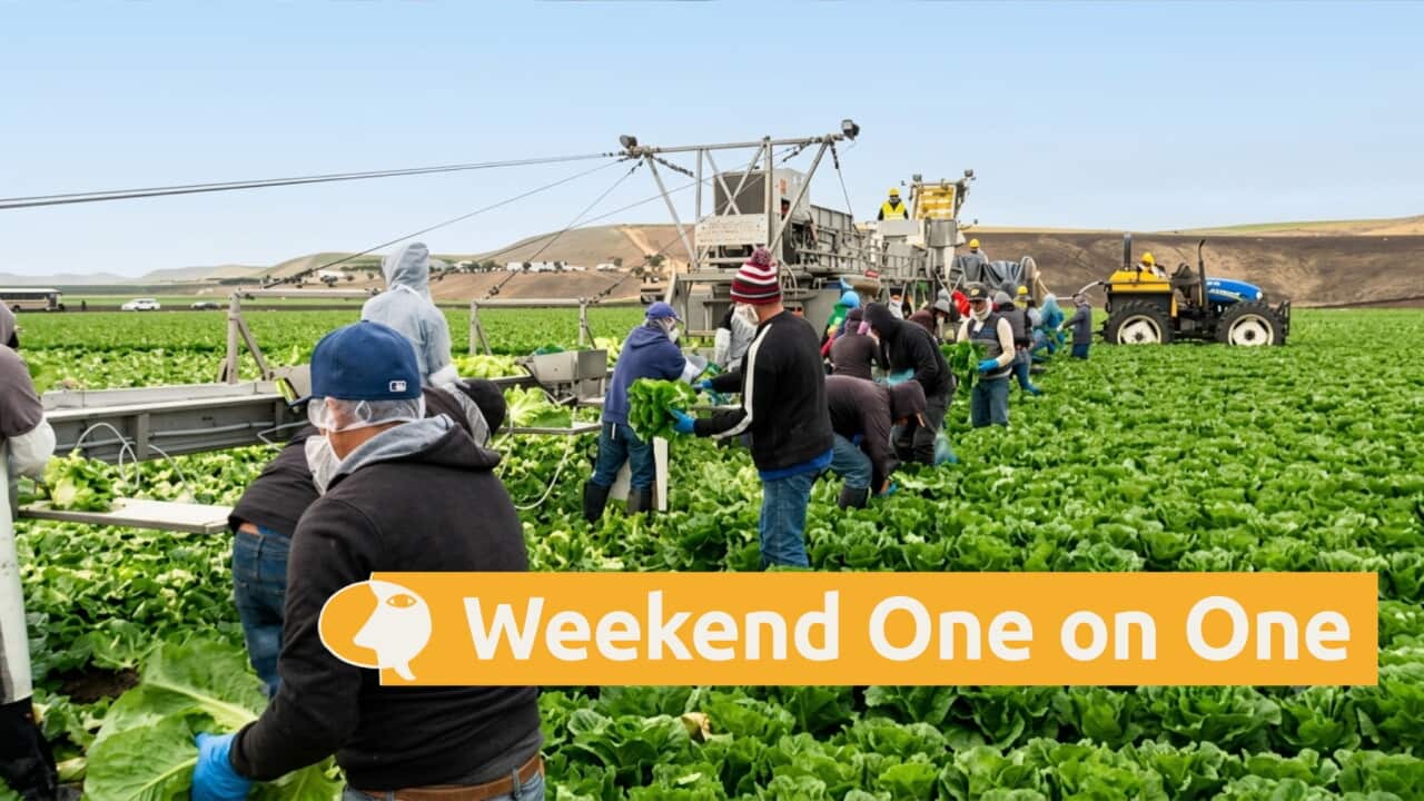 A field of farmworkers harvesting lettuce (Reuters).jpg