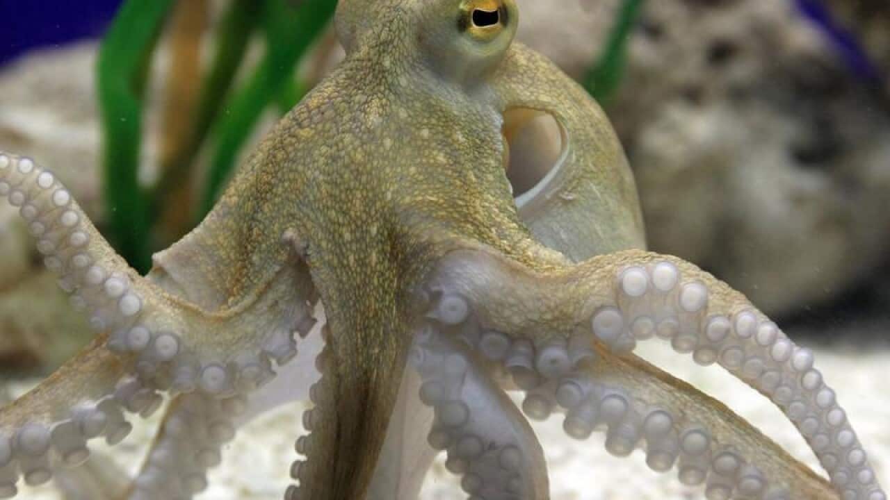 Octopus