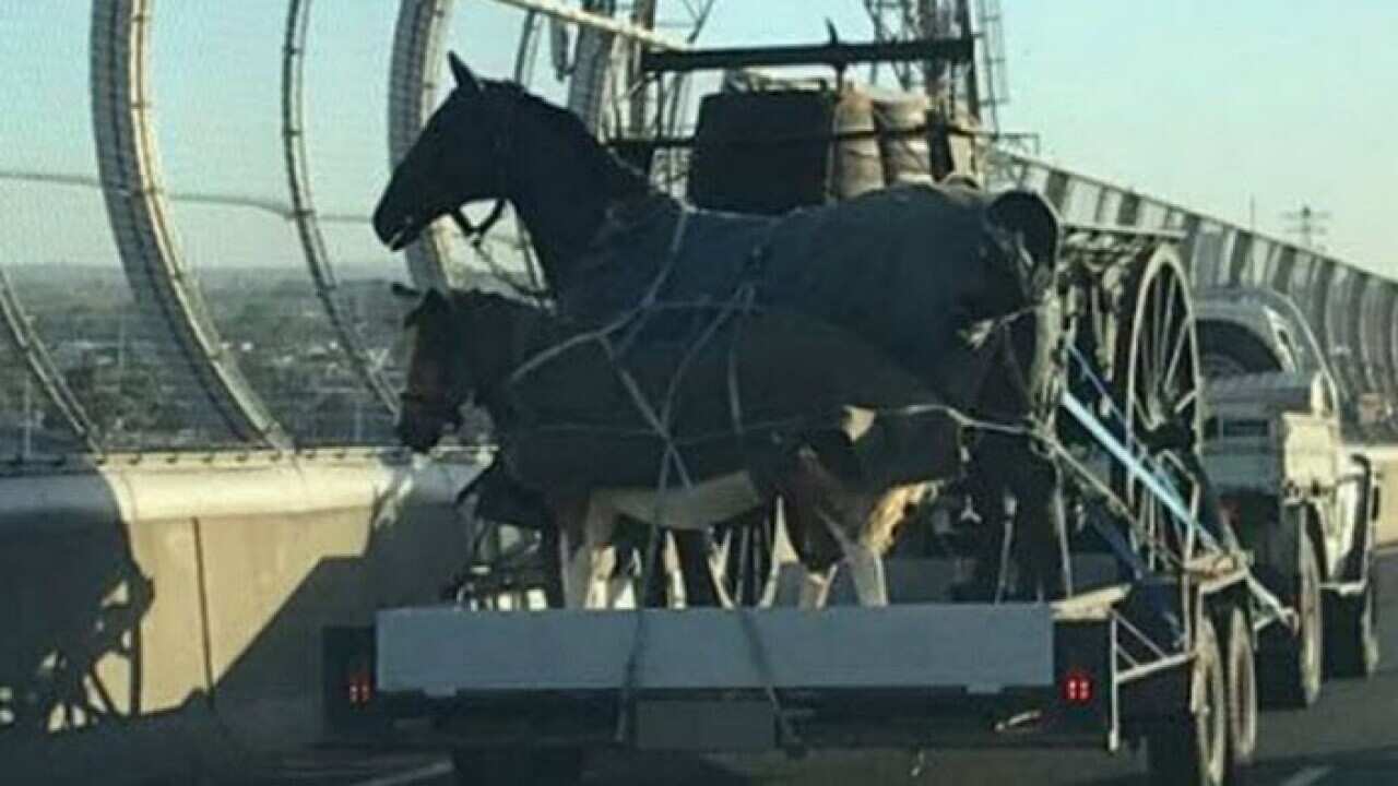 A trailer with two horses was seen on Anzac Day, Melbourne.