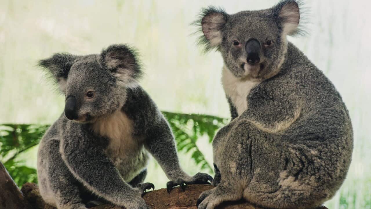 Koalas.