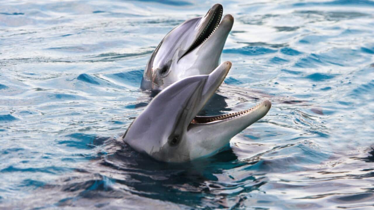 Bottlenose Dolphins