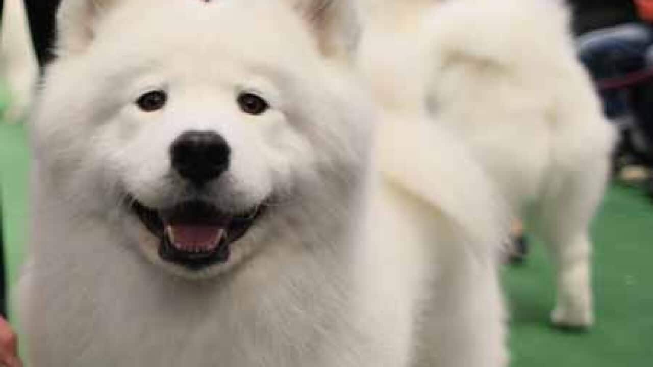 dog_white_100224_L_aap_1935949902
