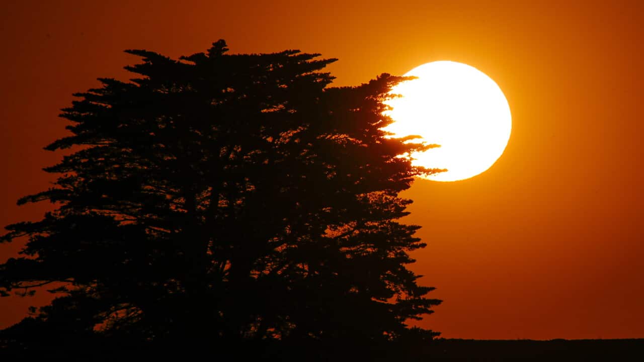 A deep orange sunset behind a tree.