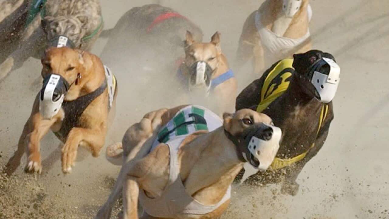 greyhounds compete during a race