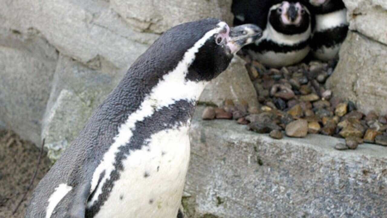 penguin_0606_get_B_2001283946
