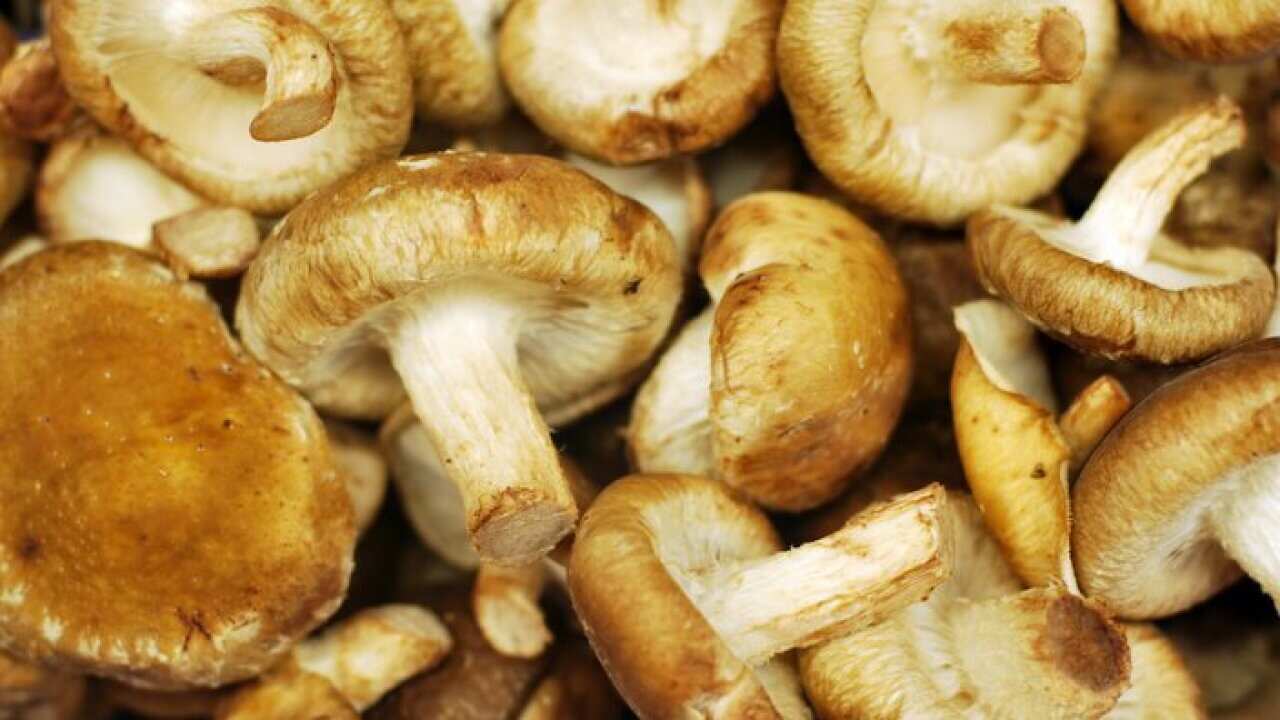 shiitake.tup_wanders_._flickr.jpg