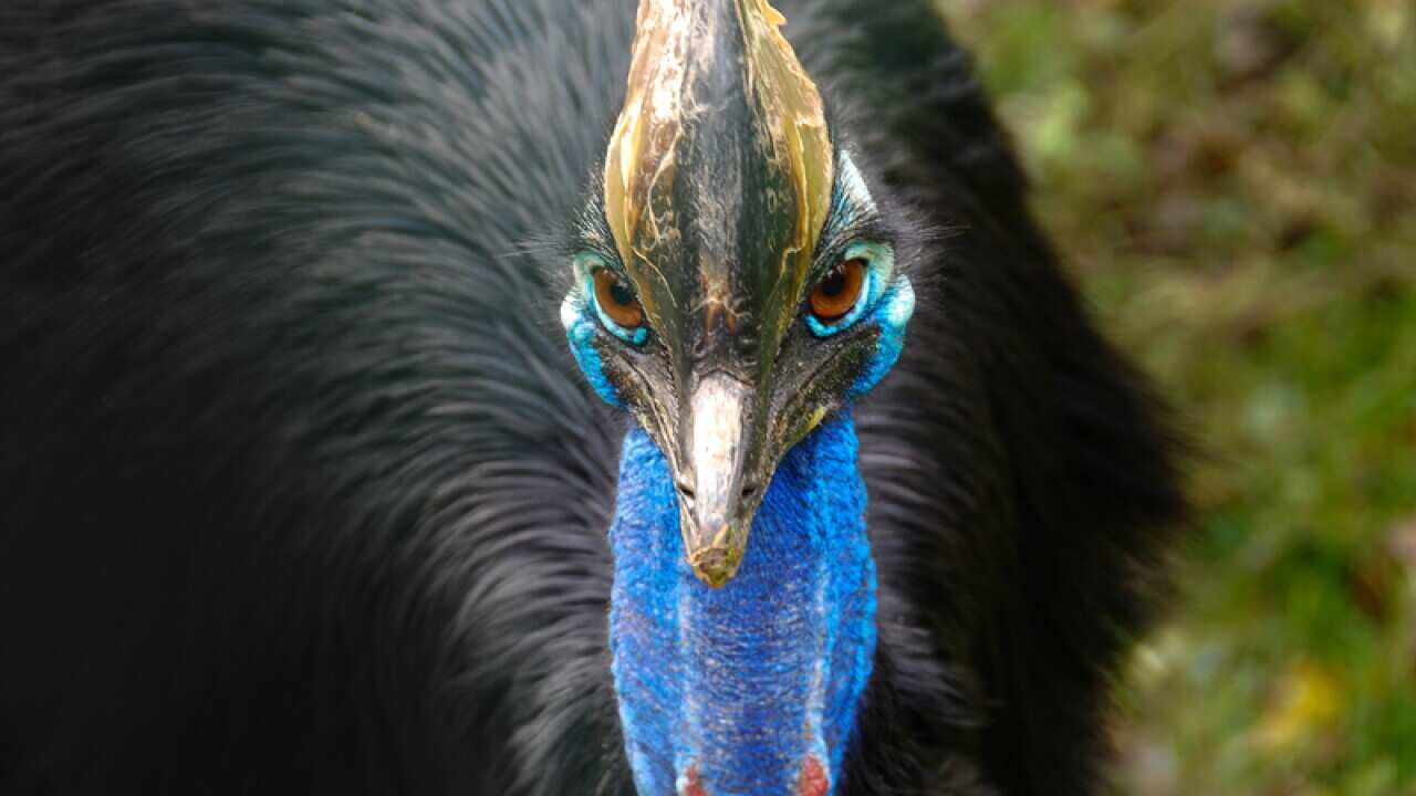 A Cassowary