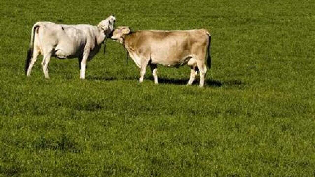 cattle-plague-rinderpest-has-been-eradic-406012609-large.jpg