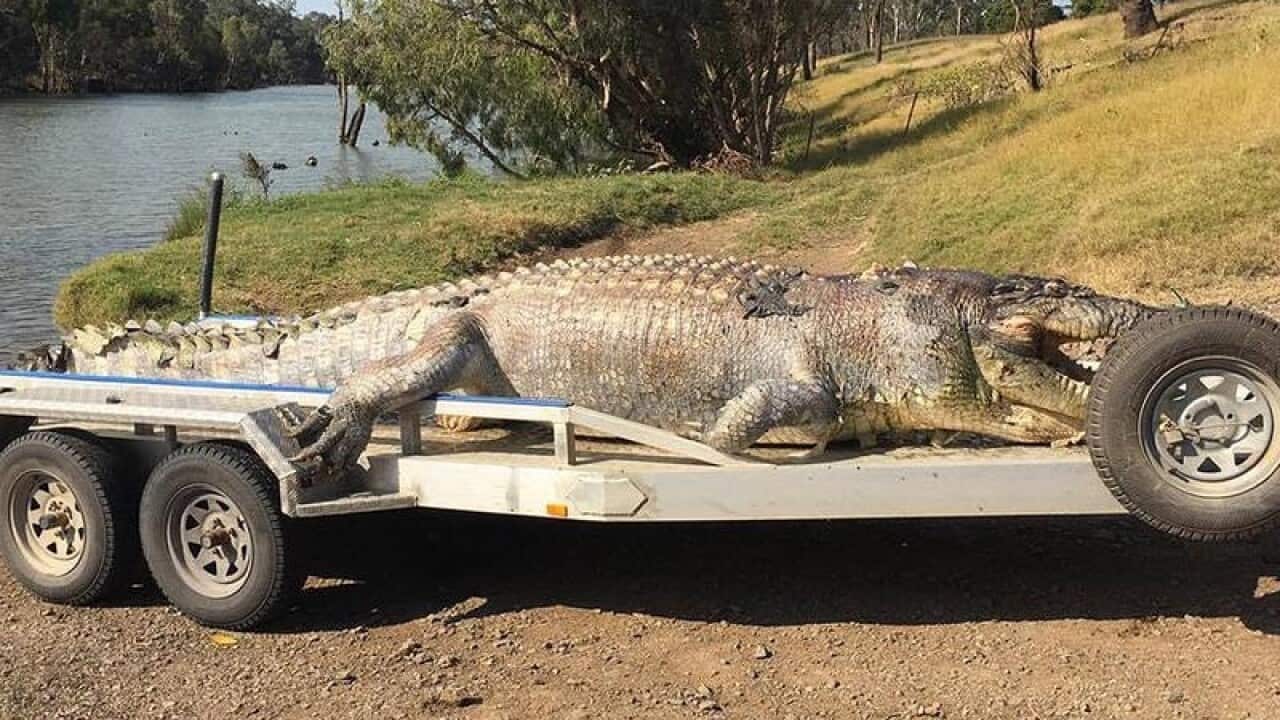 Deceased 5.2 metre crocodile.