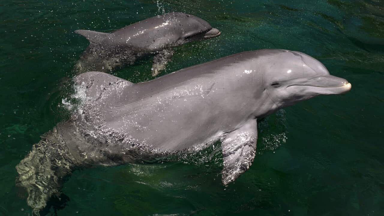 A seven-day old dolphin (top) swims with his mother Mancha at the Zoo-Aquarium of Madrid on September 5, 2014. The dolphin cub was born at the zoo on August 29. AFP PHOTO / DANI POZO (Photo credit should read DANI POZO/AFP/Getty Images)