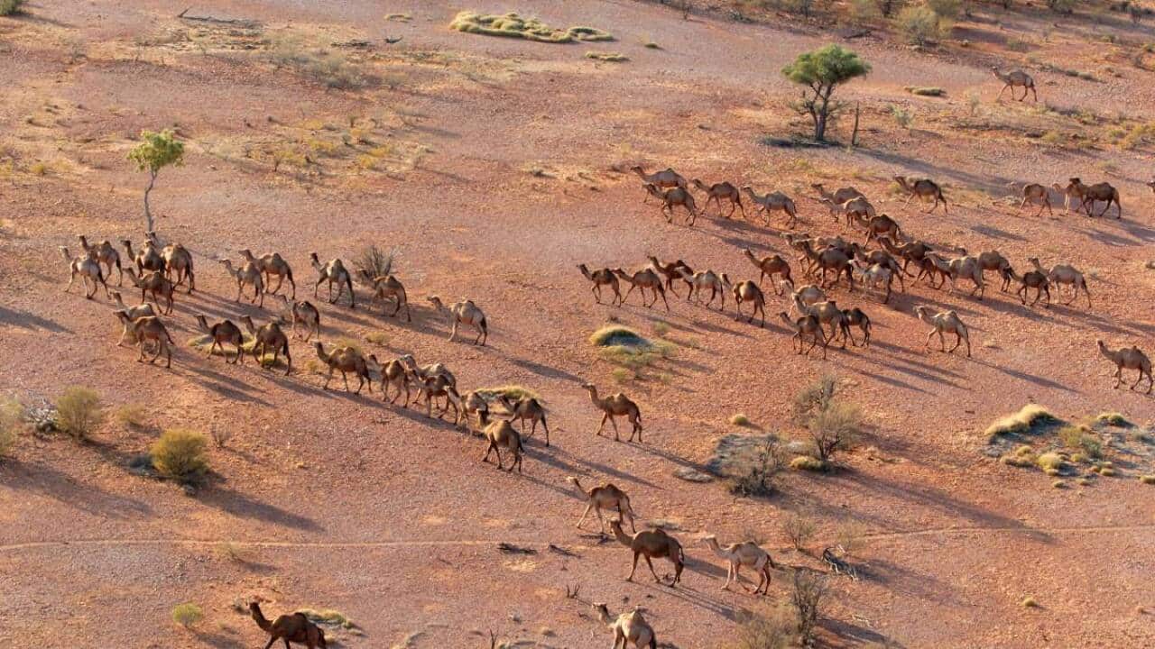 Camels in WA