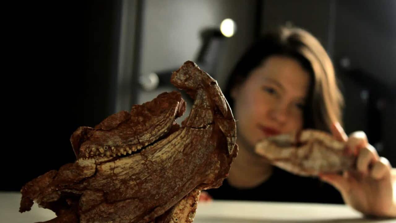 nova espécie de rincossauro