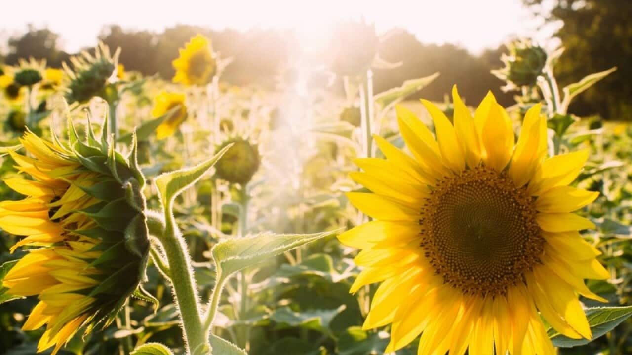 Sunflower farm