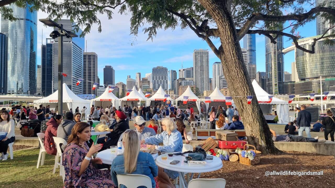 Brisbane-French-Festival-credits @allwildlifebigandsmall.jpg