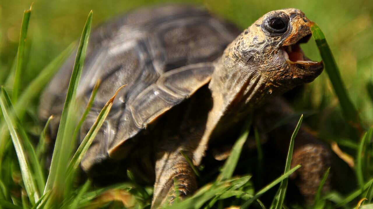 A Galapagos tortoise eats grass at Taronga Western Plains Zoo. (Getty)