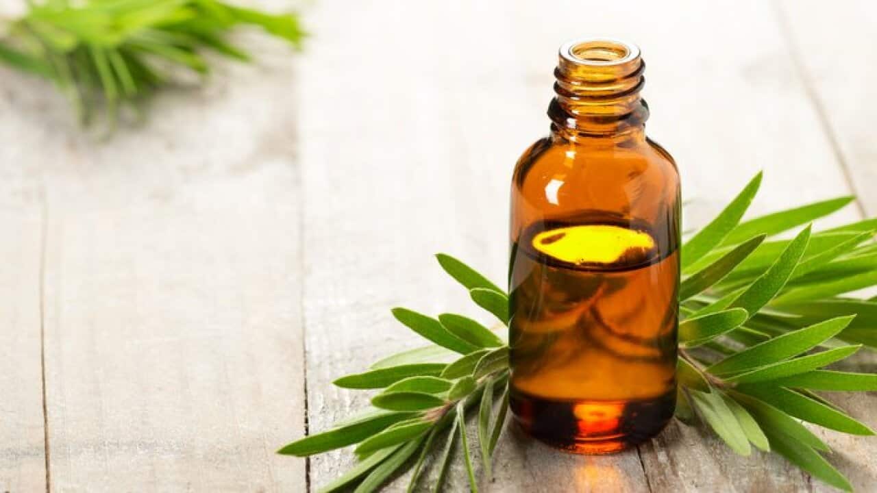 tea tree oil in the amber glass bottle and fresh tea tree leaves