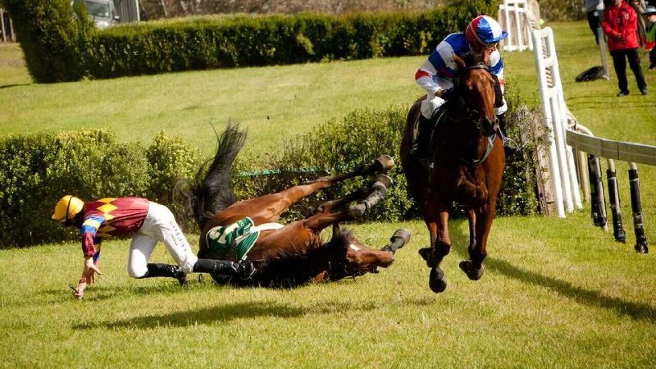 A racehorse and its jockey falling at Oakbank.