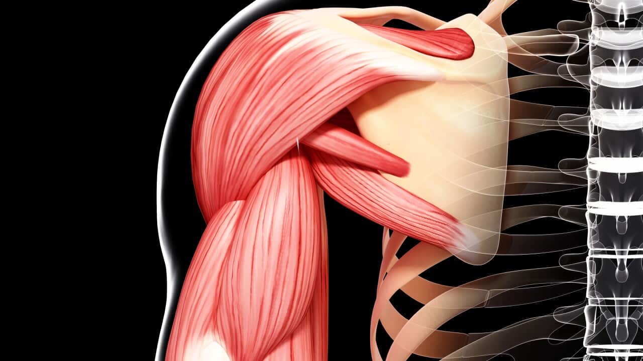 Human arm musculature, computer artwork.